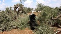 Siyonistler Dün El-Halil’de 250 Zeytin Ağacını Telef Etti