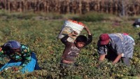Meksika’da aylardır protesto eylemleri yapan tarım işçilerinin talepleri kabul edildi