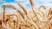 Buğdayın Anavatanı Olan Türkiye Buğday İthalatında Dünya Birincisi Oldu!