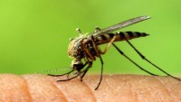 Zika virüsü 33 ülkeye yayıldı