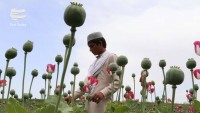 Afganistan, dünyada en büyük uyuşturucu üreticisi