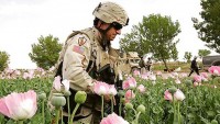 Afgan uzman: Afganistan’da uyuşturucu üretiminin artış sebebi Amerika’dır