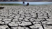California’da kuraklık nedeniyle milyonlarca ağaç yok oldu