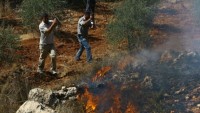 Siyonist Yerleşimciler Nablus’ta Zeytin Ağaçlarını Ateşe Verdi
