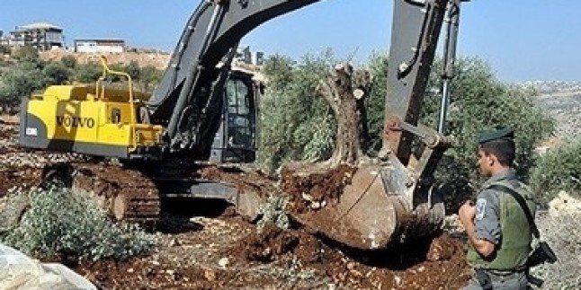 İşgal Buldozerleri Nablus’un Doğusunda 100 Dönüm Tarım Arazisini Tahrip Etti.