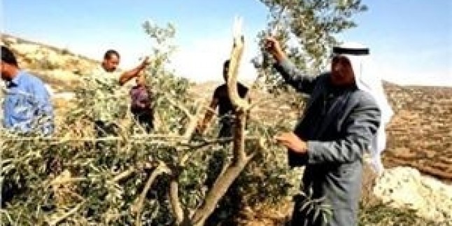 Yahudi yerleşimciler geçen ay El-Halil arazilerinde dikili 1350 zeytin ağacını söktü.