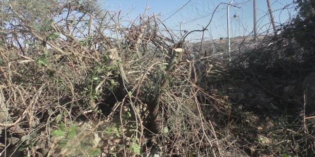 Yahudi Yerleşimciler Nablus’un Güneyinde Onlarca Zeytin Ağacını Söktü ​